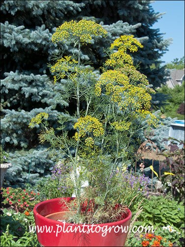 Compact Patio Dill (Anethum graveolens) 
The large conifer in the background is a Fat Albert Spruce.  It gets very blue in the summer time.